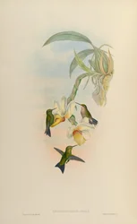 Chlorostilbon atala